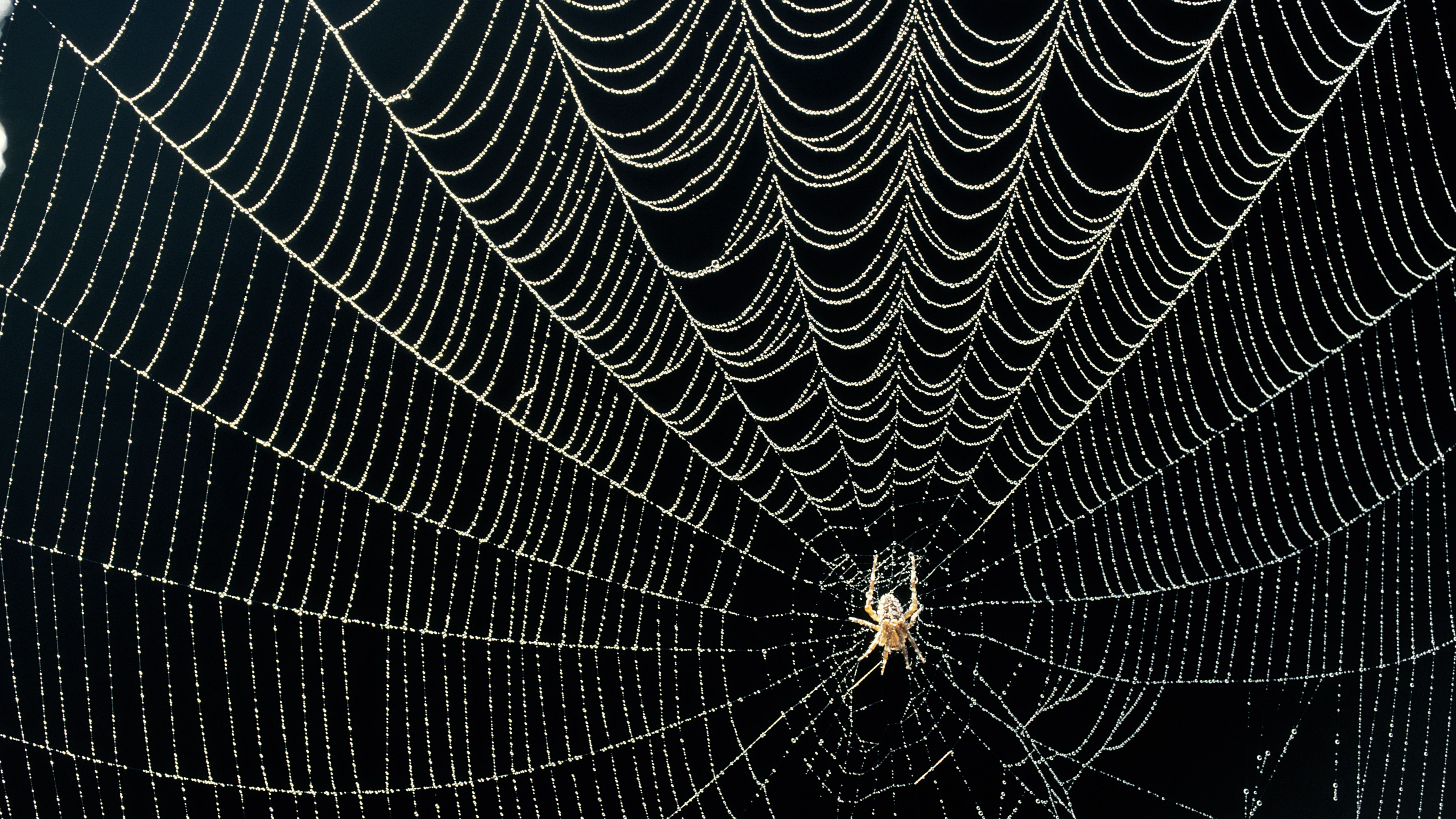 Detail Gambar Spider Web Nomer 3