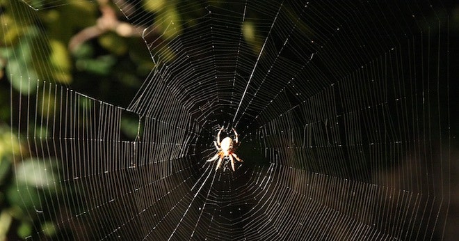 Detail Gambar Spider Web Nomer 48