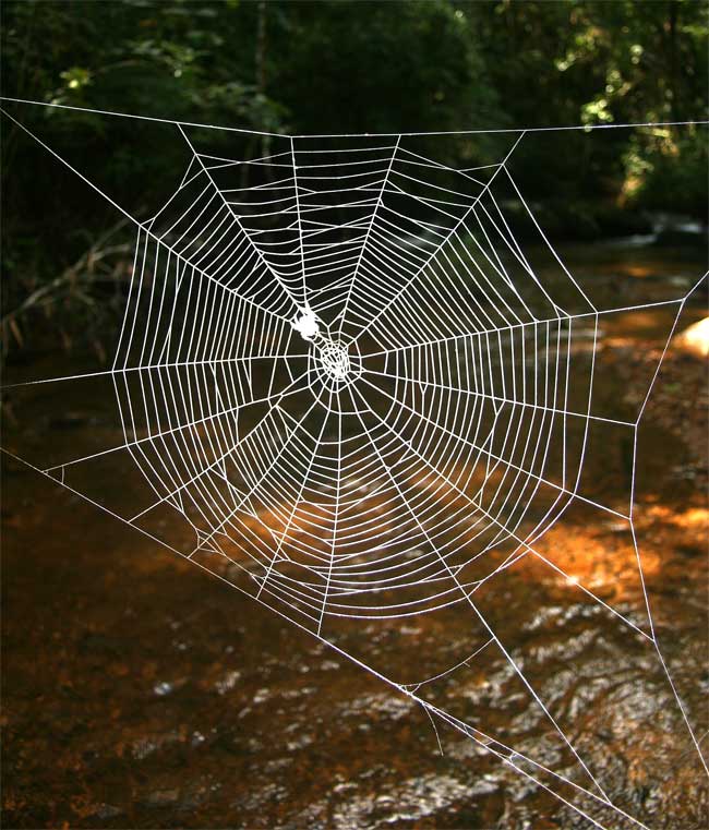 Detail Gambar Spider Web Nomer 54