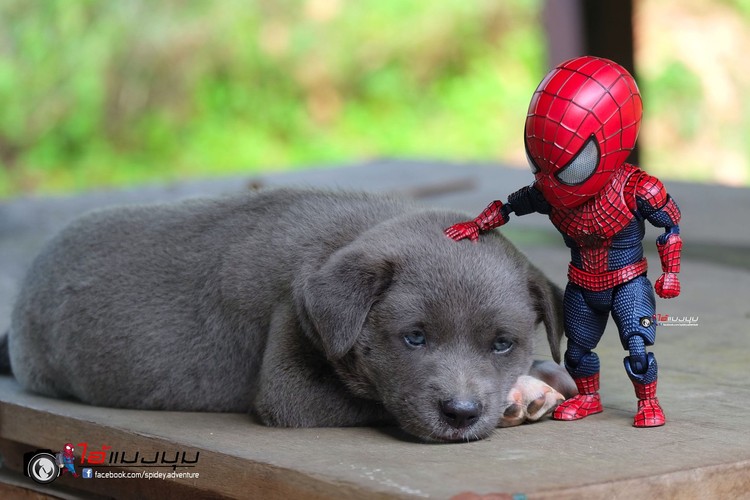 Detail Gambar Spiderman Lucu Nomer 42