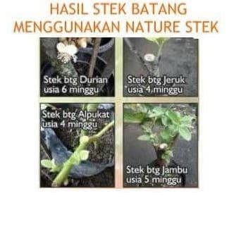 Detail Gambar Stek Batang Nomer 40