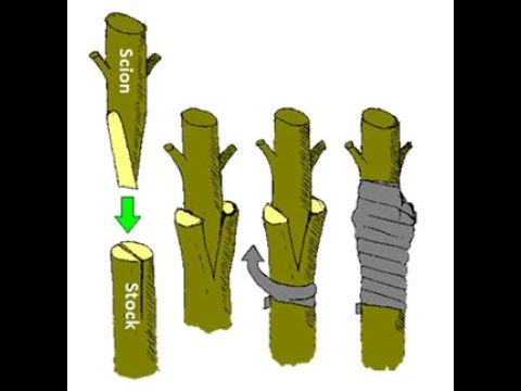 Detail Gambar Stek Bunga Kertas Nomer 14