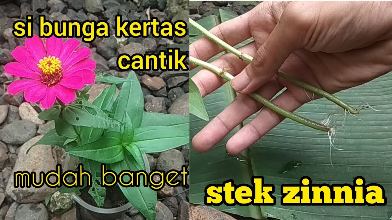 Detail Gambar Stek Bunga Kertas Nomer 24