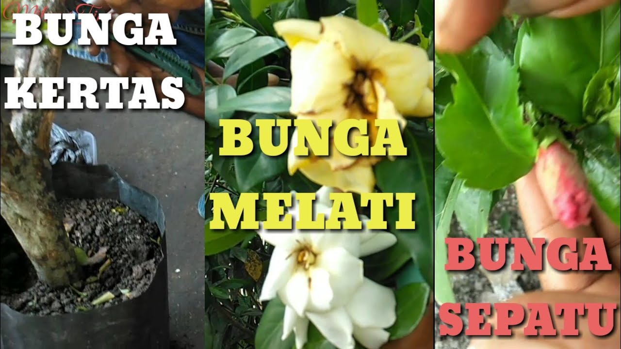 Detail Gambar Stek Bunga Kertas Nomer 39