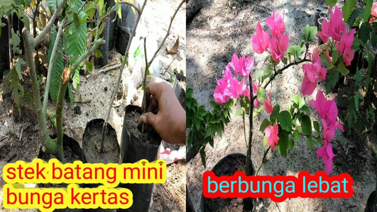 Detail Gambar Stek Bunga Kertas Nomer 57