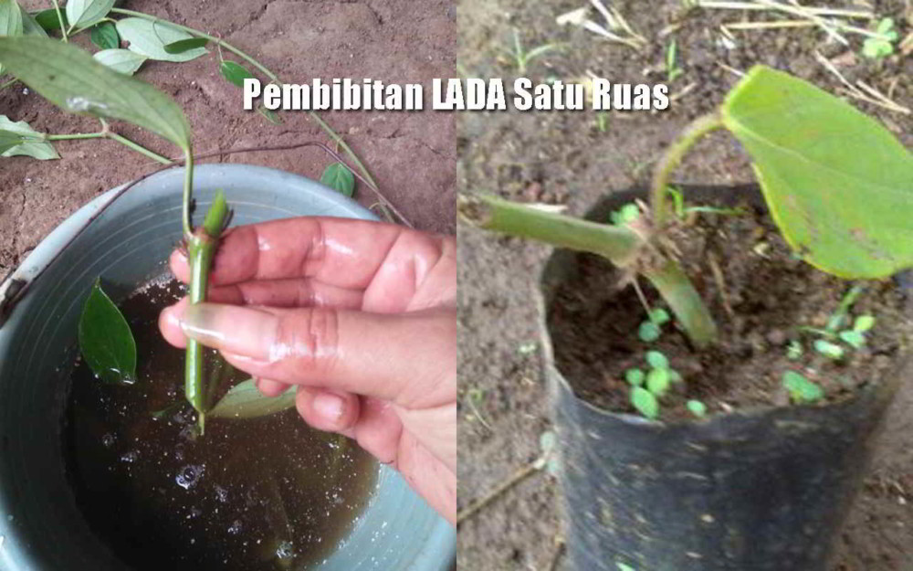 Gambar Stek Lada - KibrisPDR