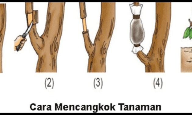 Detail Gambar Stek Tanaman Nomer 17