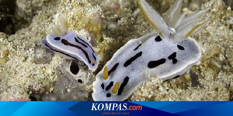 Detail Gambar Stiker Siput Tidak Bercangkang Nomer 14