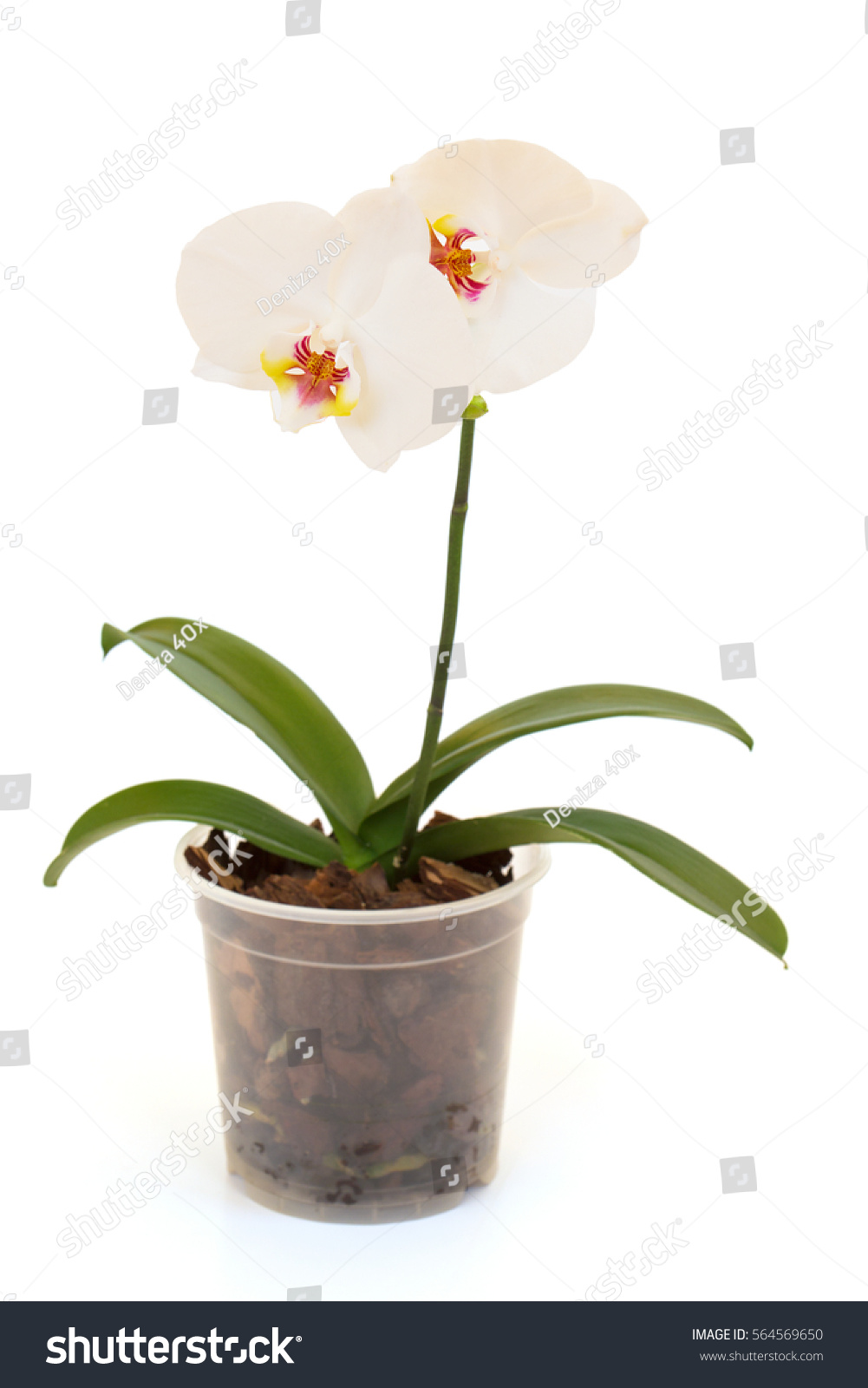 Detail Gambar Stock Pot Orchid 40 Nomer 30