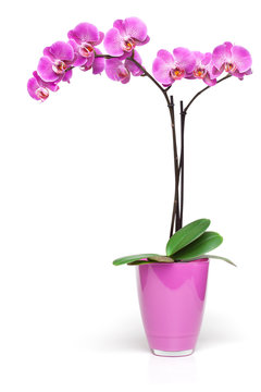 Detail Gambar Stock Pot Orchid 40 Nomer 33