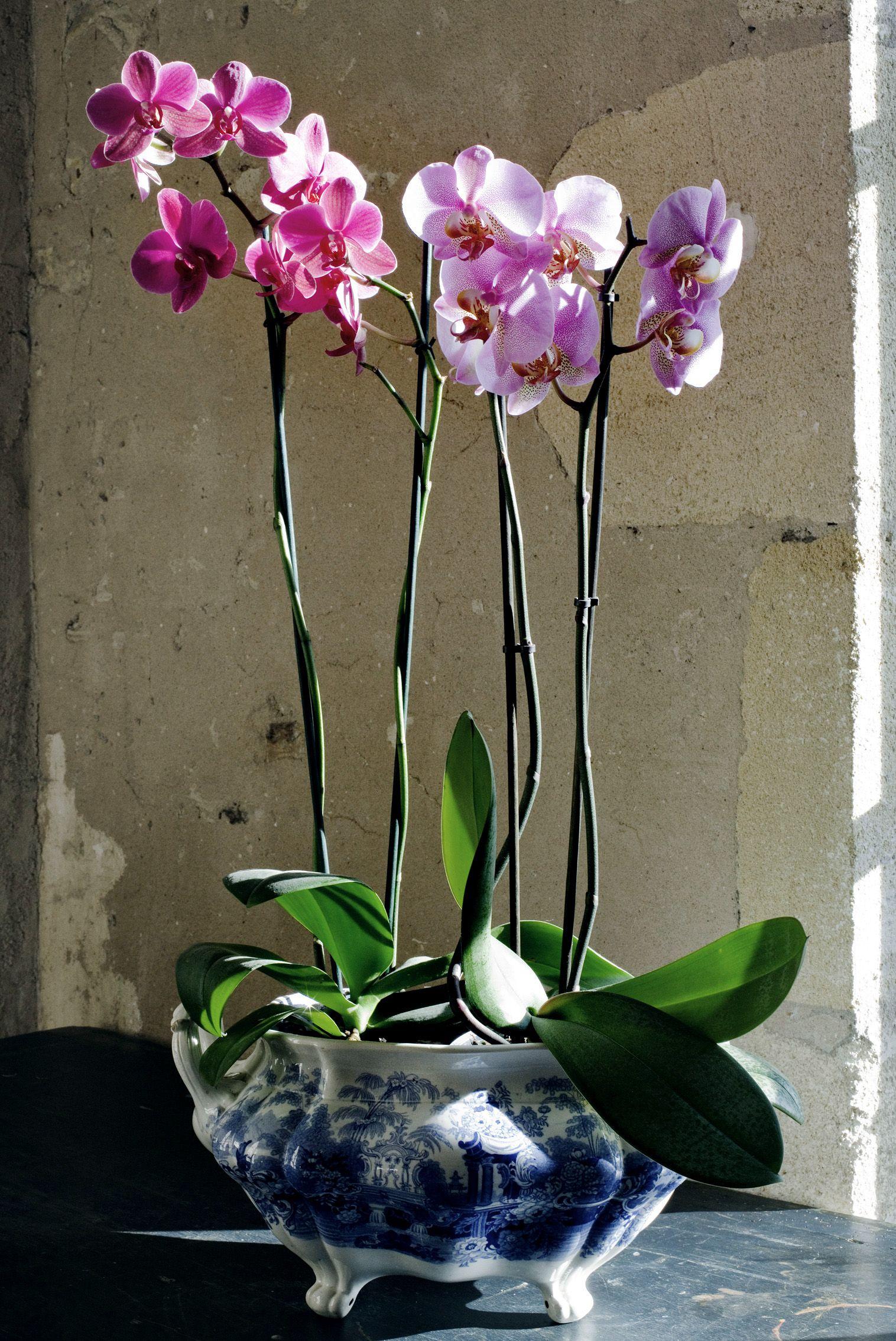 Detail Gambar Stock Pot Orchid 40 Nomer 39