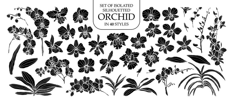 Detail Gambar Stokpot Orchid 40 Nomer 57