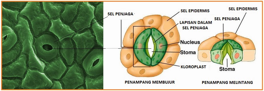 Detail Gambar Stomata Pada Daun Nomer 13