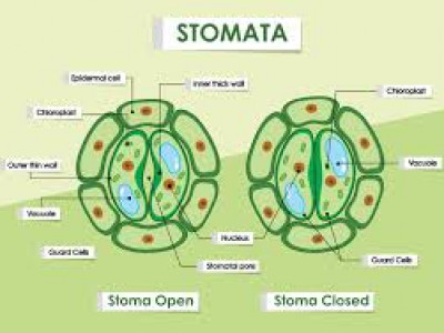 Detail Gambar Stomata Pada Daun Nomer 14