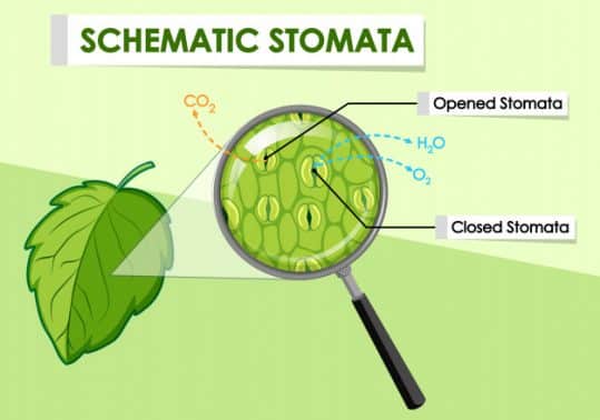 Detail Gambar Stomata Pada Daun Nomer 3