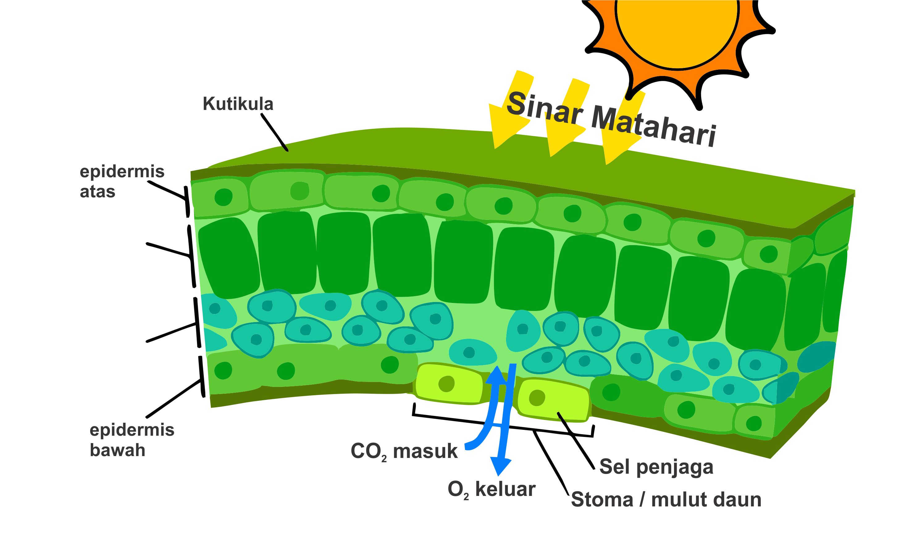 Detail Gambar Stomata Pada Daun Nomer 36