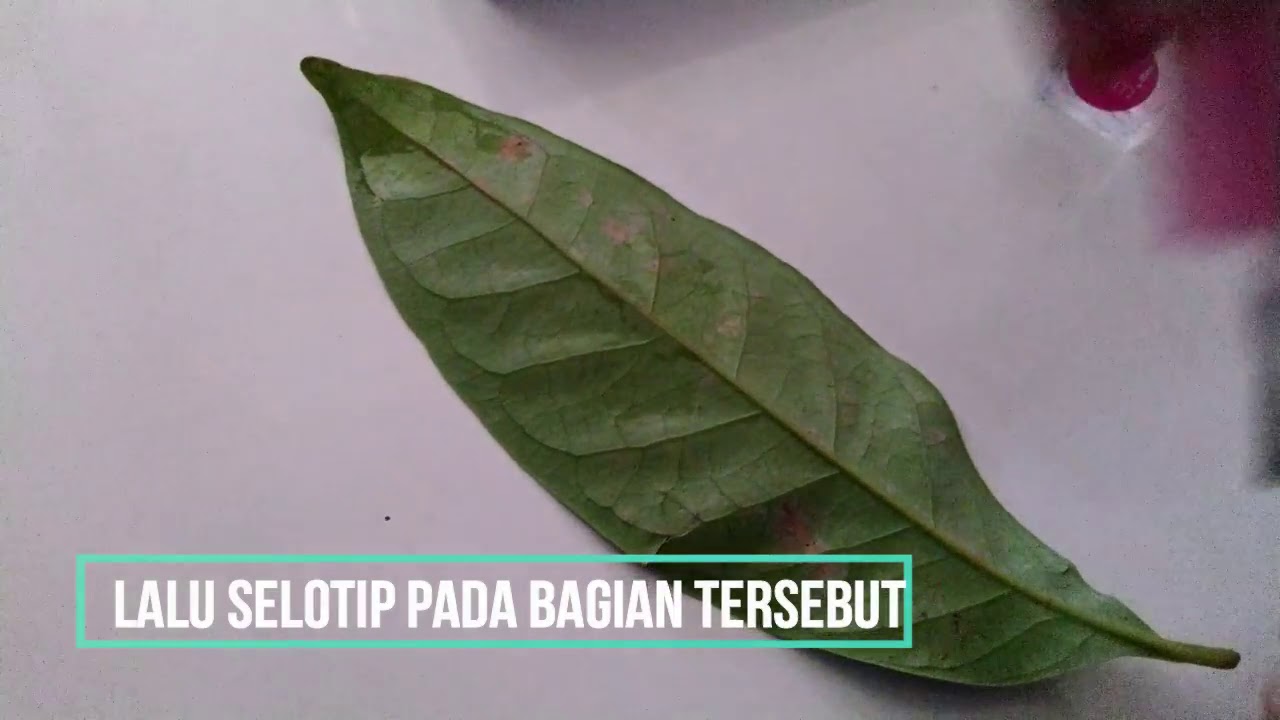 Detail Gambar Stomata Pada Daun Nomer 43