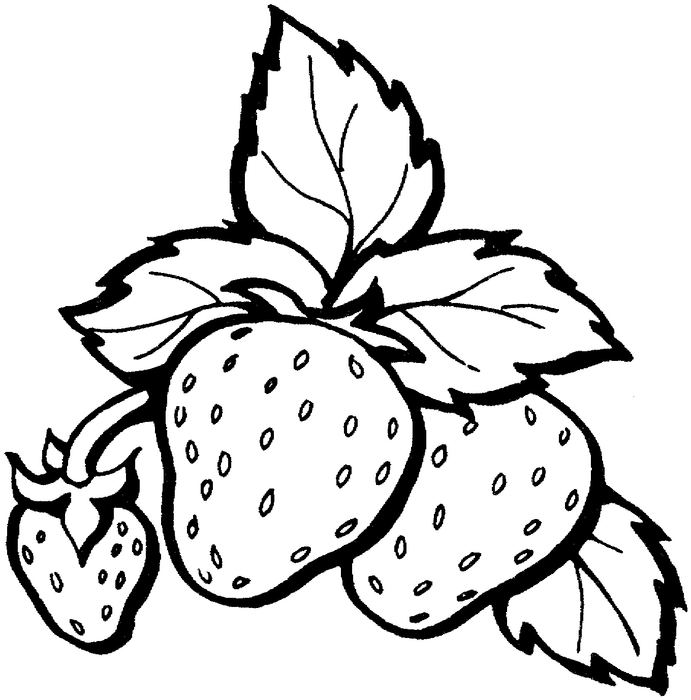 Detail Gambar Strawberry Untuk Mewarnai Nomer 3