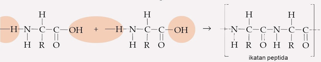 Detail Gambar Strukttur Protein Nomer 17