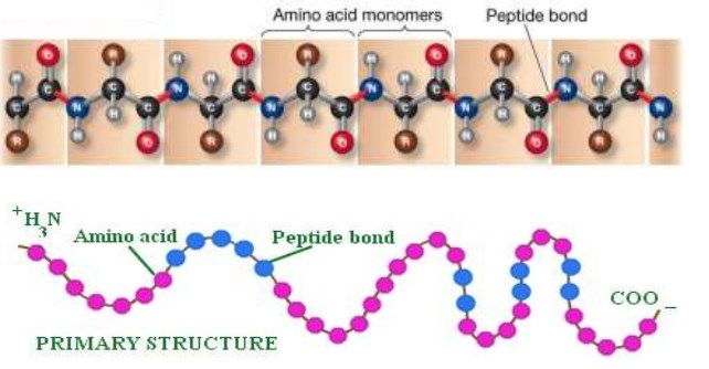 Detail Gambar Strukttur Protein Nomer 29