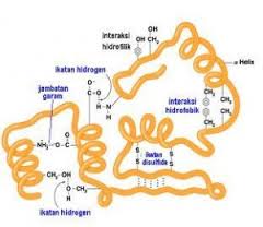 Detail Gambar Strukttur Protein Nomer 38
