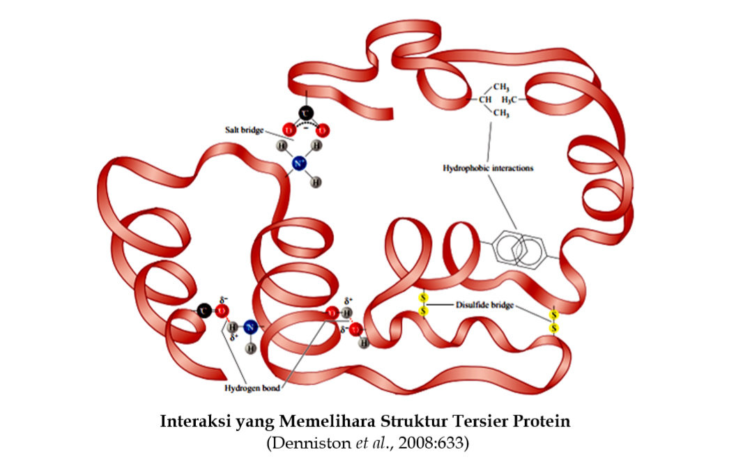 Detail Gambar Strukttur Protein Nomer 42