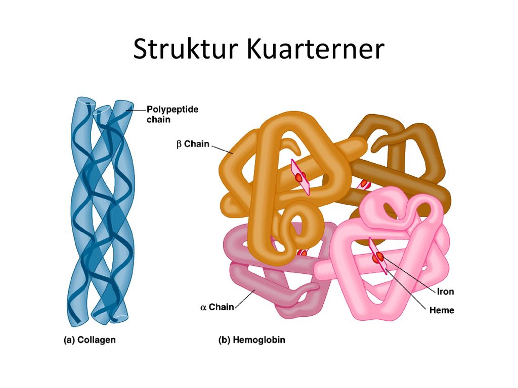 Detail Gambar Strukttur Protein Nomer 44