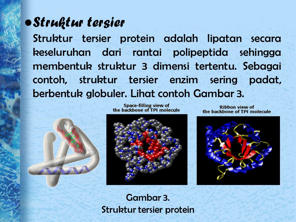 Detail Gambar Strukttur Protein Nomer 50