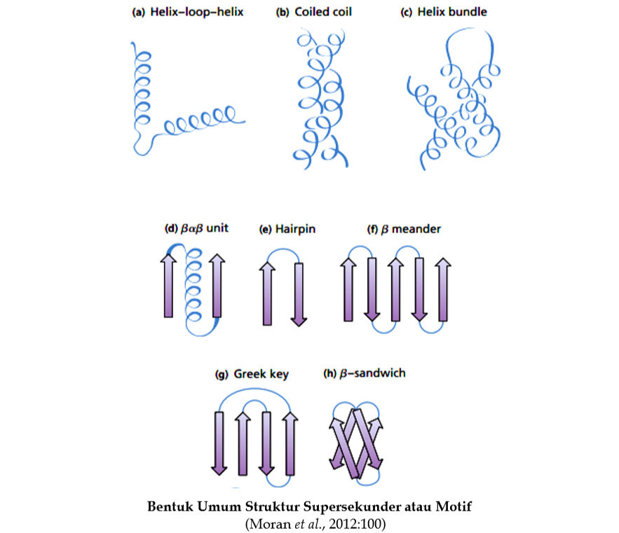 Detail Gambar Strukttur Protein Nomer 51