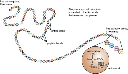 Detail Gambar Strukttur Protein Nomer 6