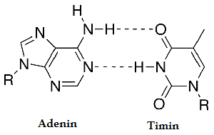 Detail Gambar Struktur Adenin Nomer 12