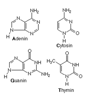 Detail Gambar Struktur Adenin Nomer 39