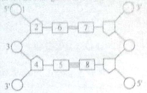 Detail Gambar Struktur Adenin Nomer 41