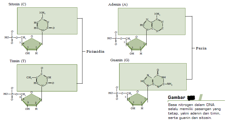 Detail Gambar Struktur Adenin Nomer 43