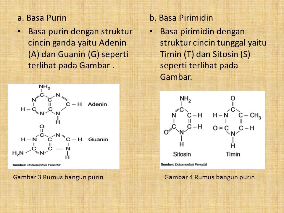 Detail Gambar Struktur Adenin Nomer 45