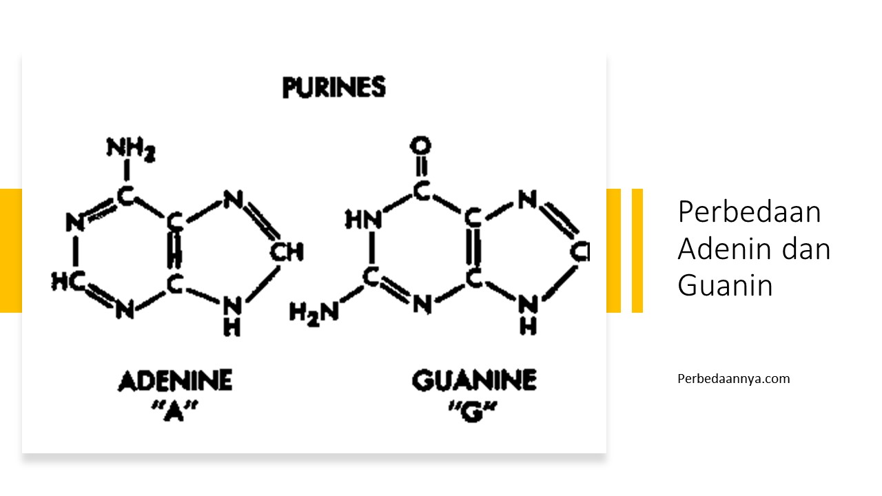 Detail Gambar Struktur Adenin Nomer 6