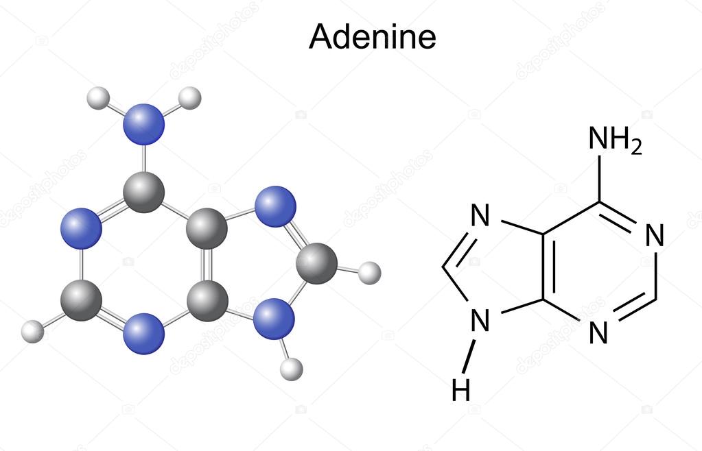 Detail Gambar Struktur Adenin Nomer 7