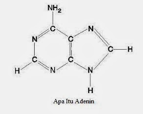 Detail Gambar Struktur Adenin Nomer 9