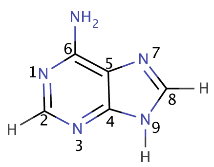 Detail Gambar Struktur Adenin Gambar Struktur Urasil Nomer 17