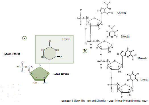 Detail Gambar Struktur Adenin Gambar Struktur Urasil Nomer 23