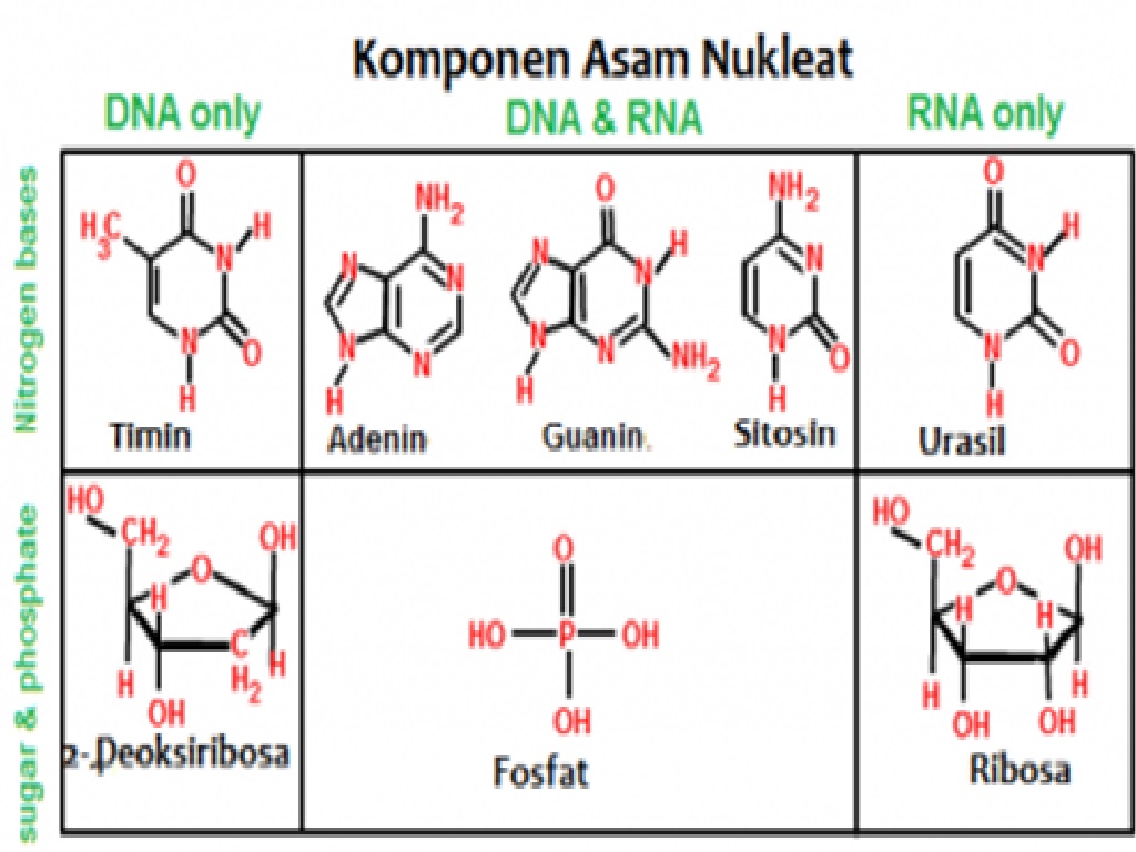Detail Gambar Struktur Adenin Gambar Struktur Urasil Nomer 48