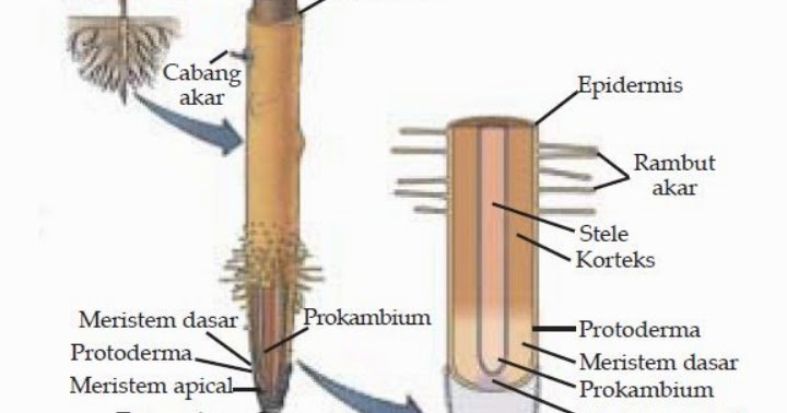 Detail Gambar Struktur Akar Nomer 14