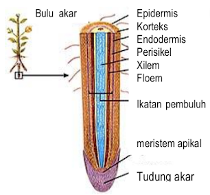 Detail Gambar Struktur Akar Nomer 16