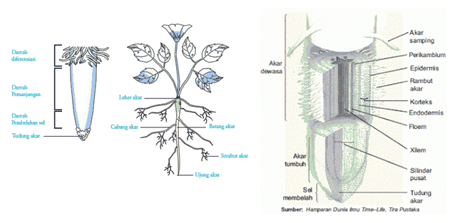 Detail Gambar Struktur Akar Nomer 28