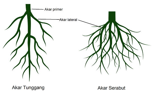 Detail Gambar Struktur Akar Nomer 4