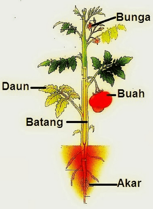 Detail Gambar Struktur Akar Batang Daun Nomer 12