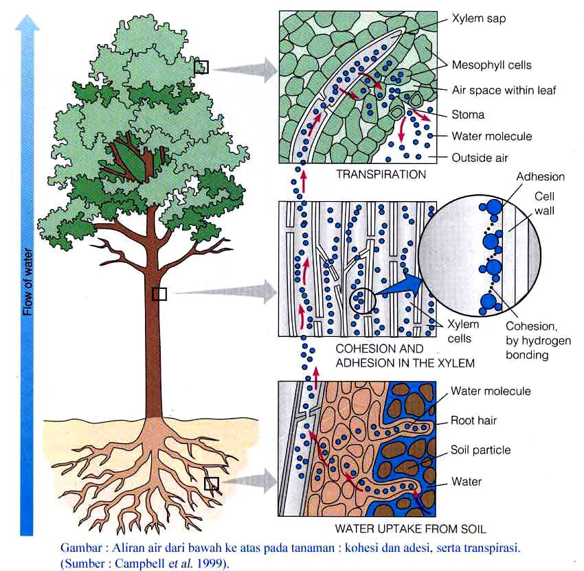 Detail Gambar Struktur Akar Batang Daun Nomer 26