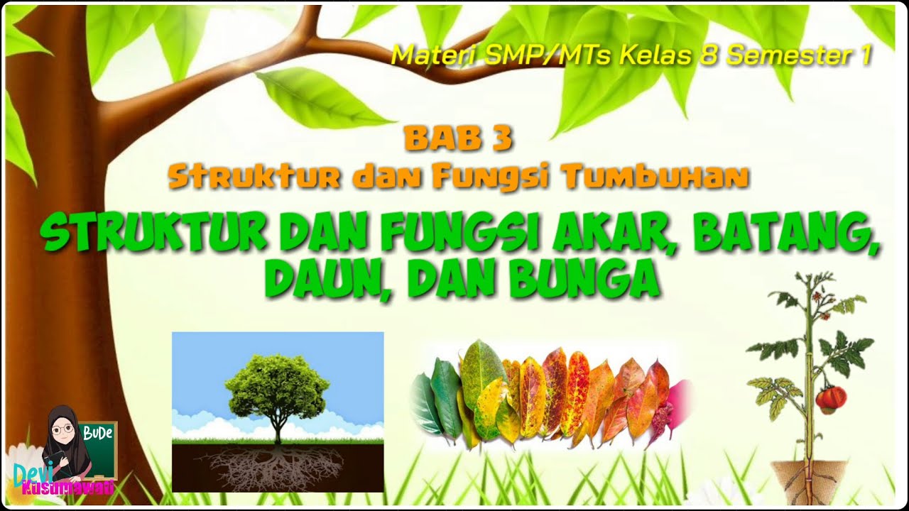 Detail Gambar Struktur Akar Batang Daun Nomer 33