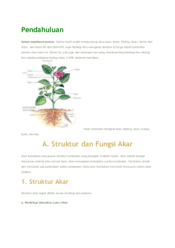 Detail Gambar Struktur Akar Batang Daun Nomer 35