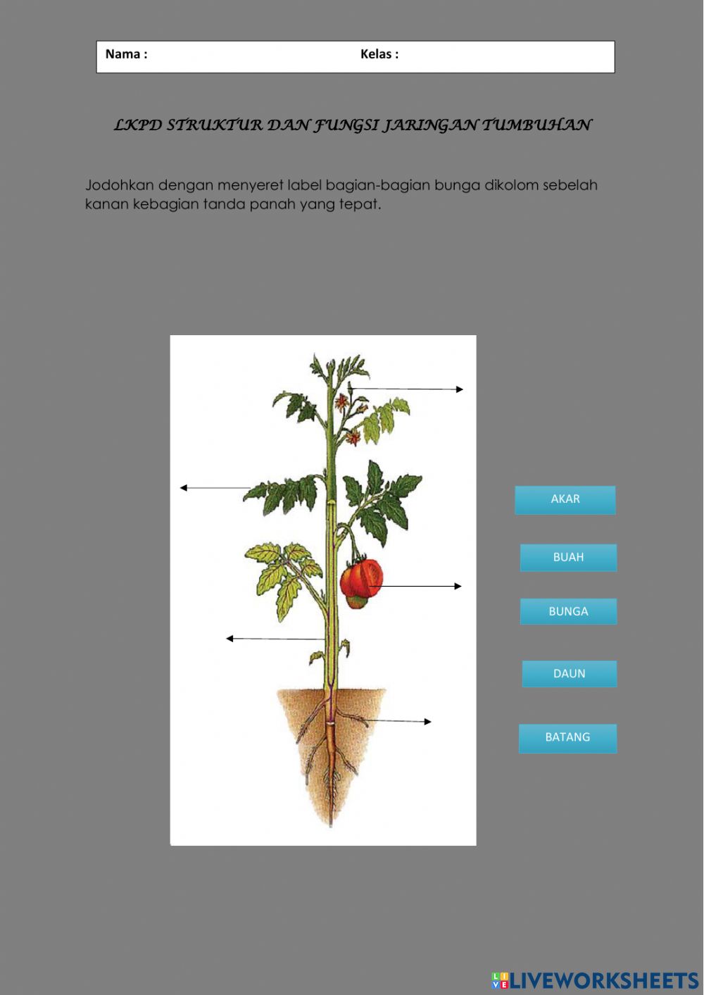 Detail Gambar Struktur Akar Batang Daun Nomer 38